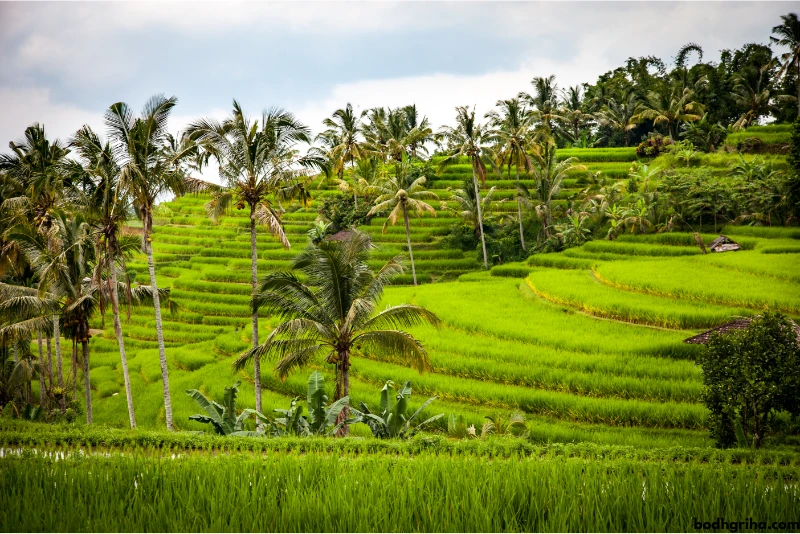arafed green rice terraces with palm trees and palm trees